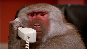 monkey-on-the-phone